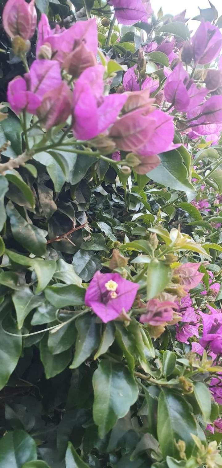 Casa Flora Appartamento Con Giardino 菲乌米奇诺 外观 照片